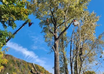 Élagage d’Arbres: Les Meilleures Périodes à Choisir!