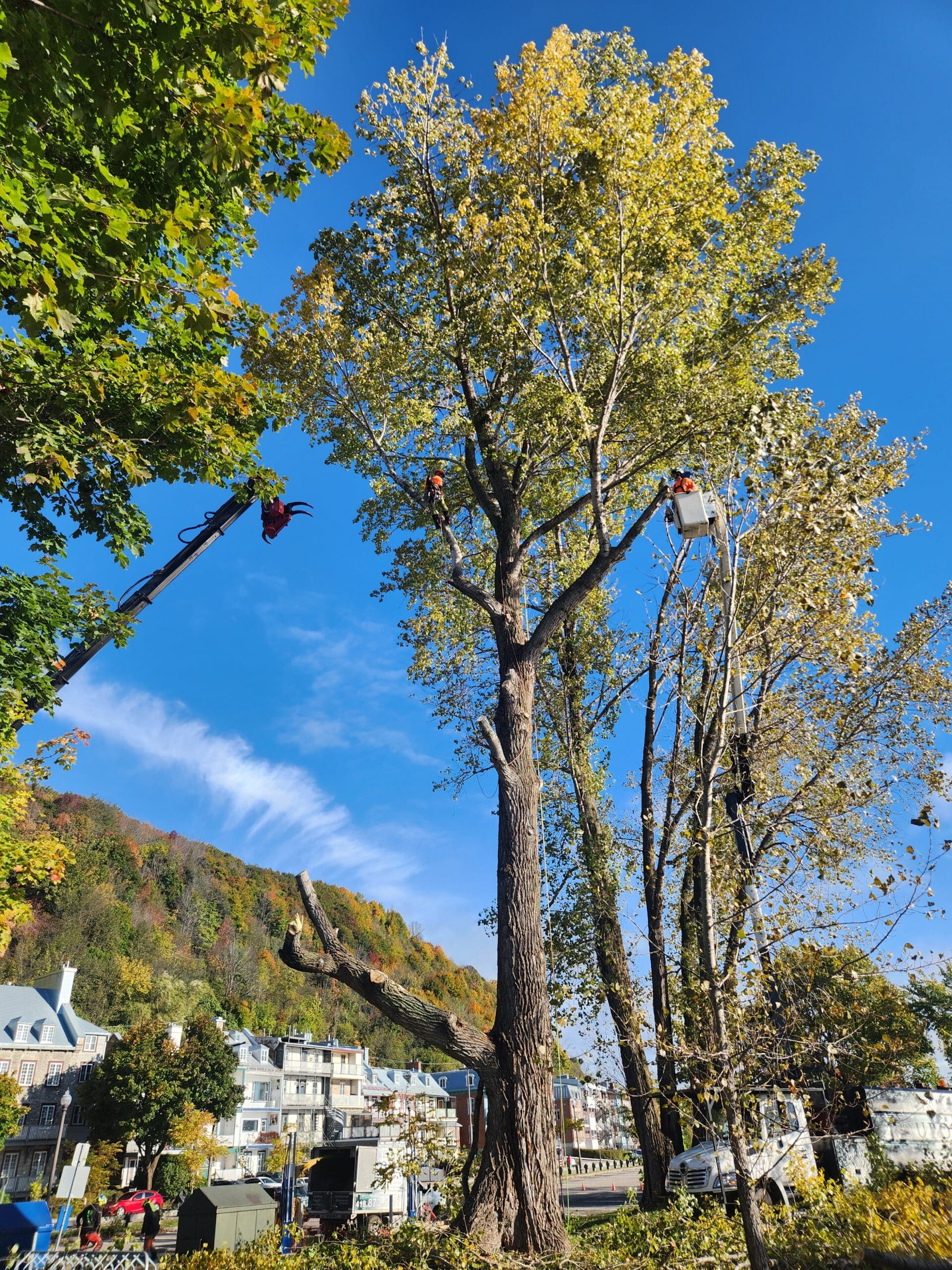 Élagage d’Arbres: Les Meilleures Périodes à Choisir!