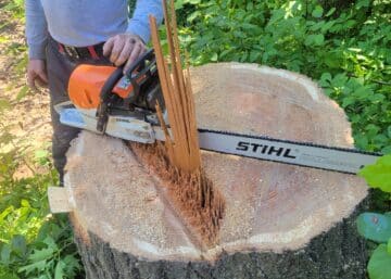 Couper un Gros Arbre Soi-Même: Erreurs à Éviter