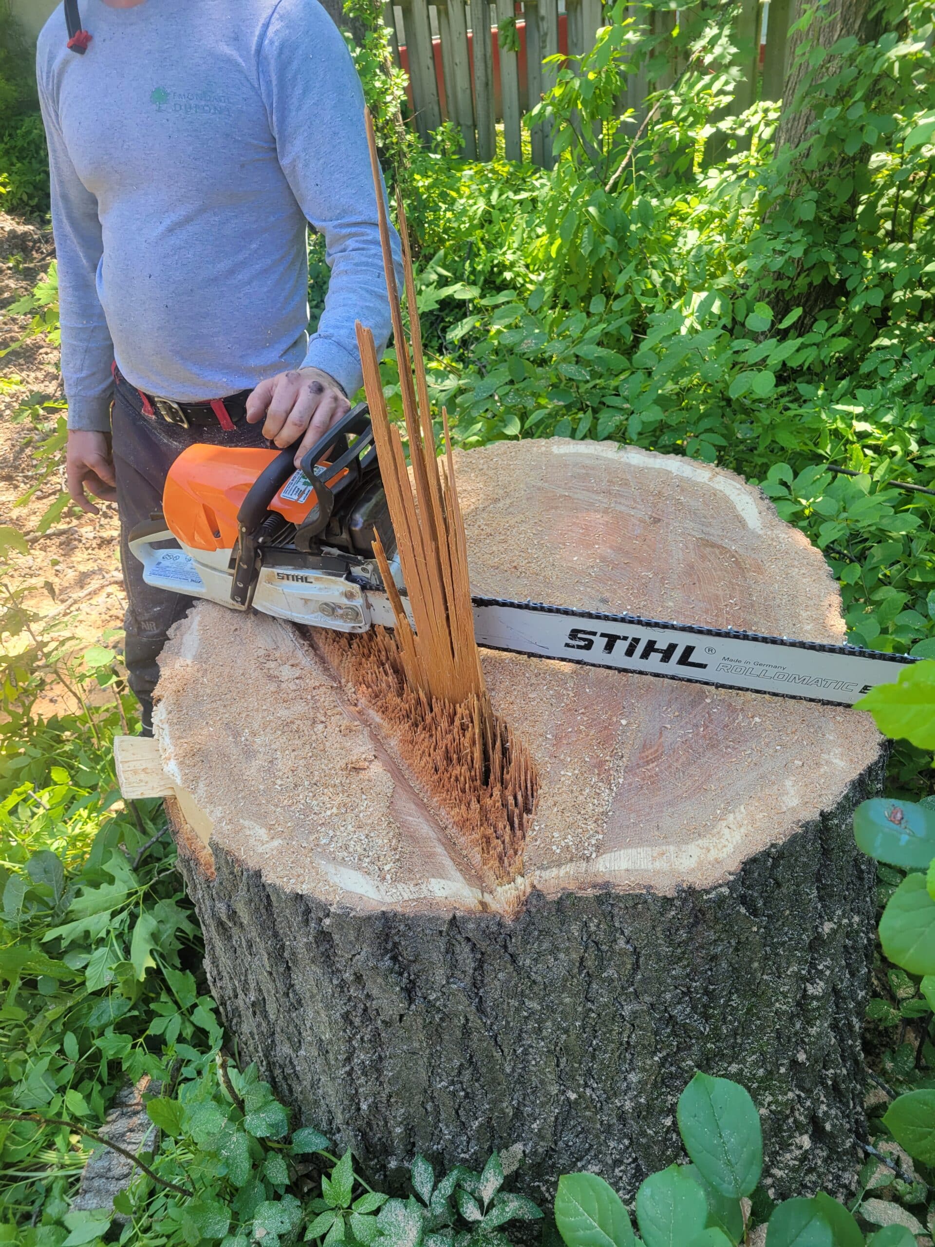 Couper un Gros Arbre Soi-Même: Erreurs à Éviter