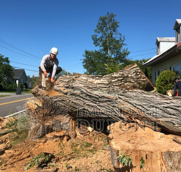 Couper un Gros Arbre Soi-Même: Erreurs à Éviter