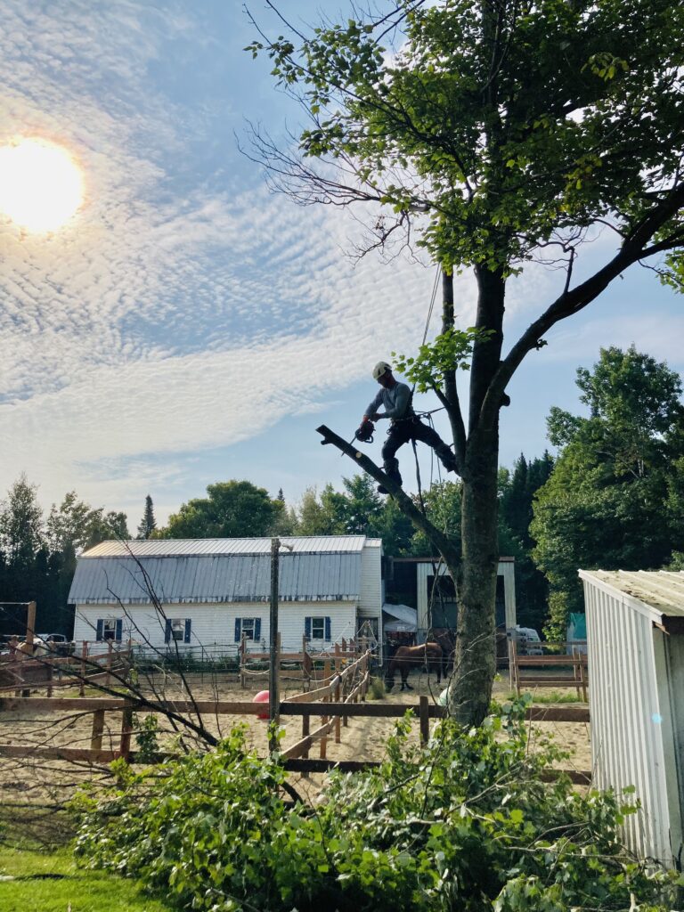 5 Étapes Clés pour Planter un Arbre après un Abattage