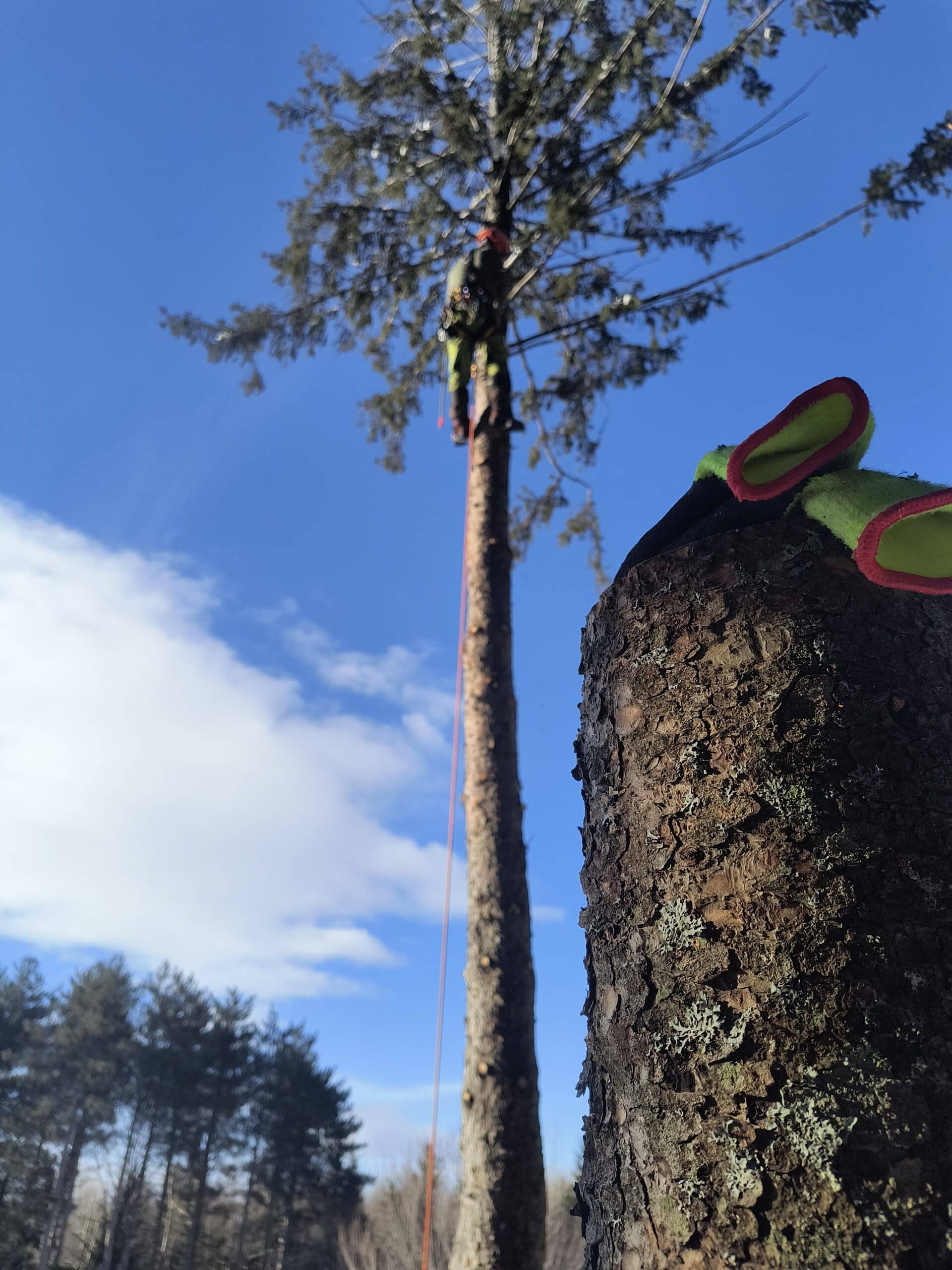 5 Étapes Clés pour Planter un Arbre après un Abattage