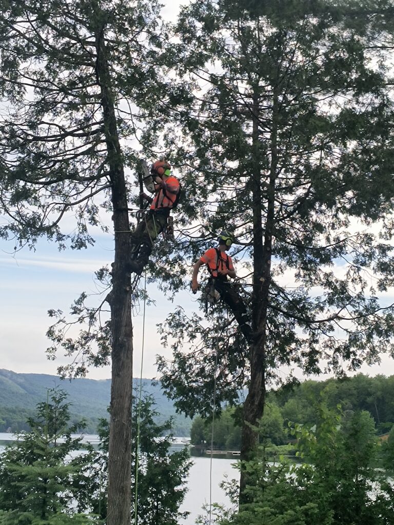 Abattage d’arbres avec Émondage Dupont