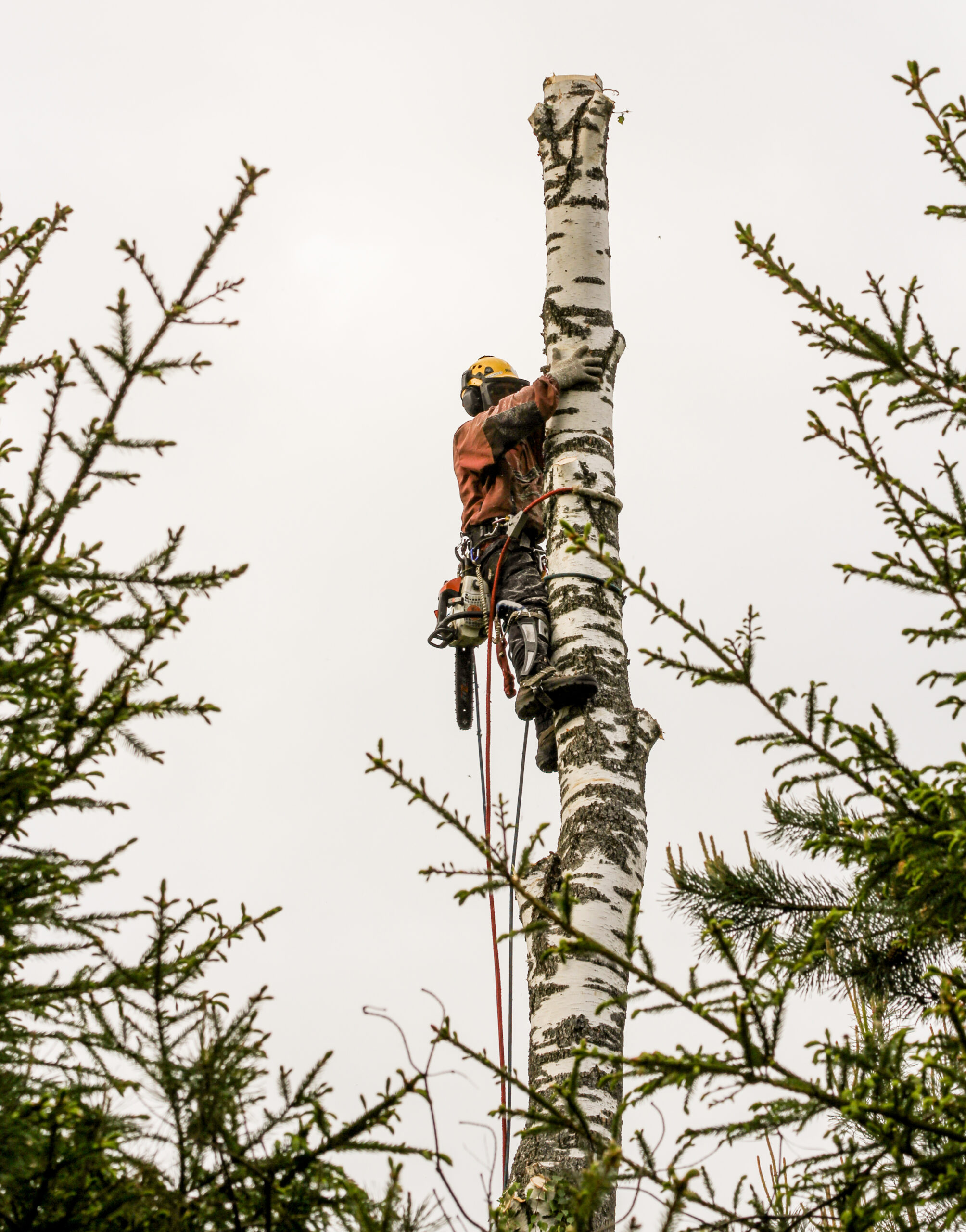 Maladies des Arbres - Quand la Seule Solution est l’Abattage