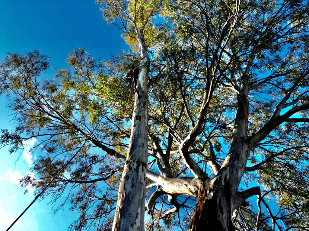 Entretenir un Jeune Arbre: 5 Gestes Essentiels