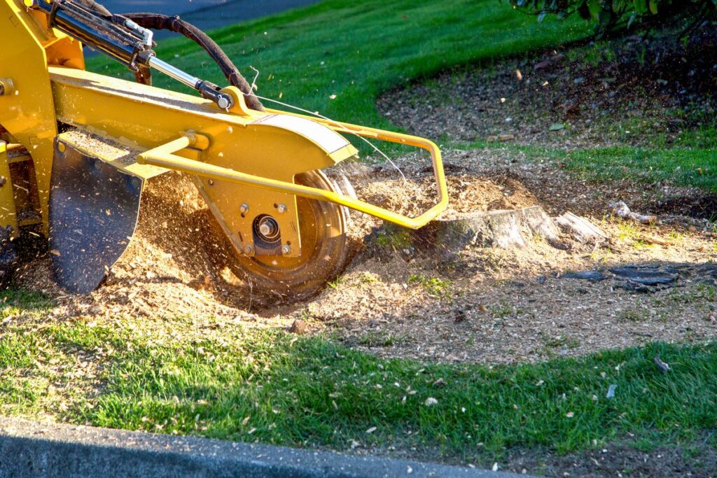 5 Étapes Clés pour Planter un Arbre après un Abattage